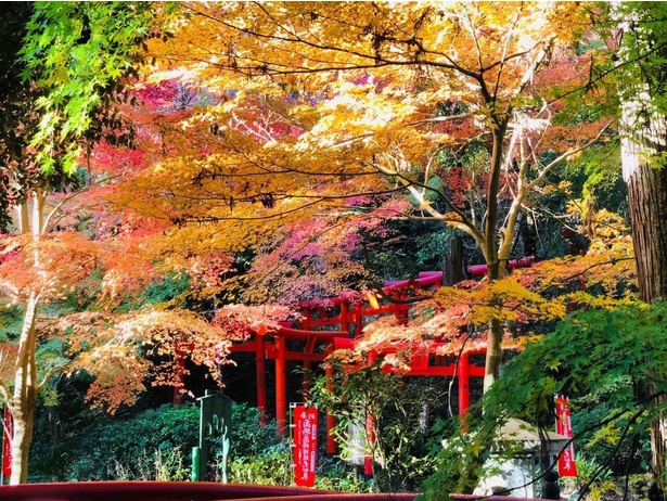 モミジやカエデが色づく／目の霊山 油山寺