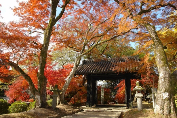 深紅のカエデが荘厳な黒門周辺に色を添える／秋月城跡周辺