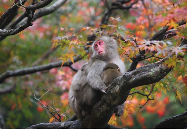 かわいらしいサルと一緒に紅葉が眺められる／高崎山自然動物園