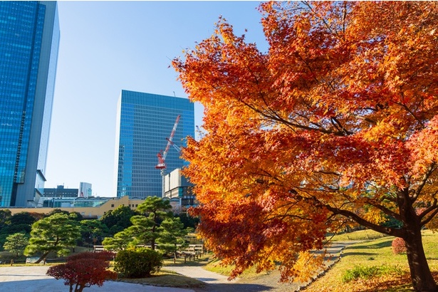 12月でもまだ見頃の全国の紅葉名所を紹介(写真は旧芝離宮恩賜庭園の紅葉)