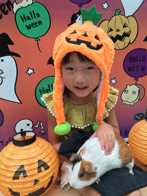 ハロウィーンコスチュームでモルモットと一緒に写真を撮ろう