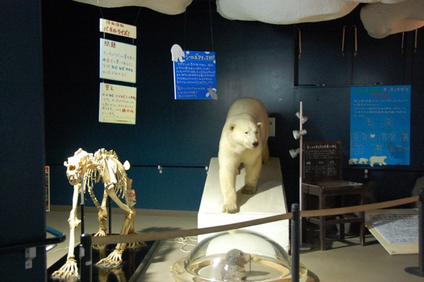 旭山動物園・「ほっきょくぐま館」内。「シールズアイ」の説明がされている