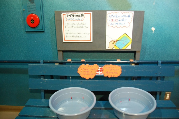旭山動物園・「あざらし館」の触れるヒゲ。桶に張られた水にヒゲを入れて振ってみると、意外な感触が!?
