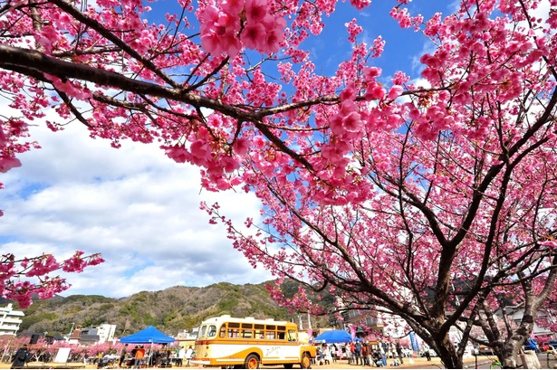 大きな花びらと濃いピンクで木を艶やかに染め上げる「土肥桜」