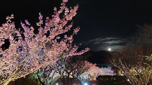 松原公園で初の土肥桜のライトアップが開催！