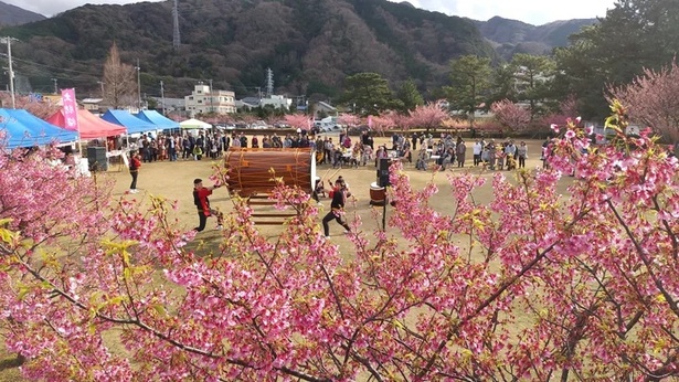 日本で一番早咲きと言われる桜「土肥桜」