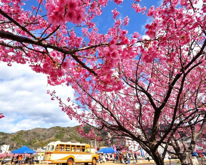 日本で一番早咲きの桜って知ってる？「土肥桜祭り」が1月18日(土)から開催！