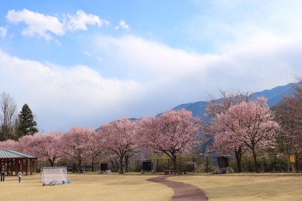 芝生広場のある公園なので、のんびりとお花見が楽しめる