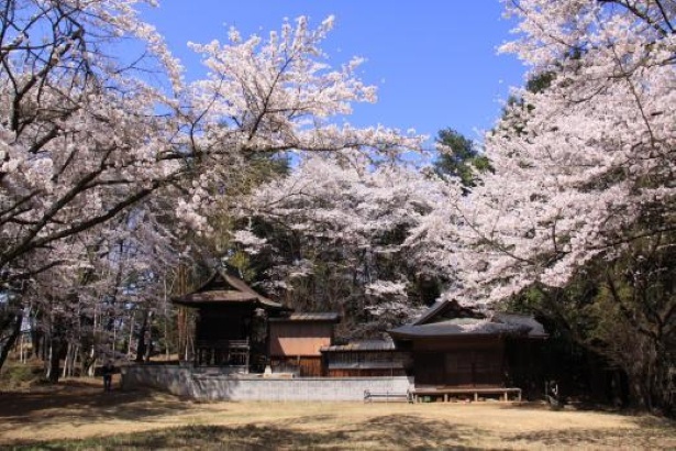 地元の人からは「お新府さん」と呼ばれ親しまれている「新府藤武神社」。周りを取り囲むように桜が咲き誇る