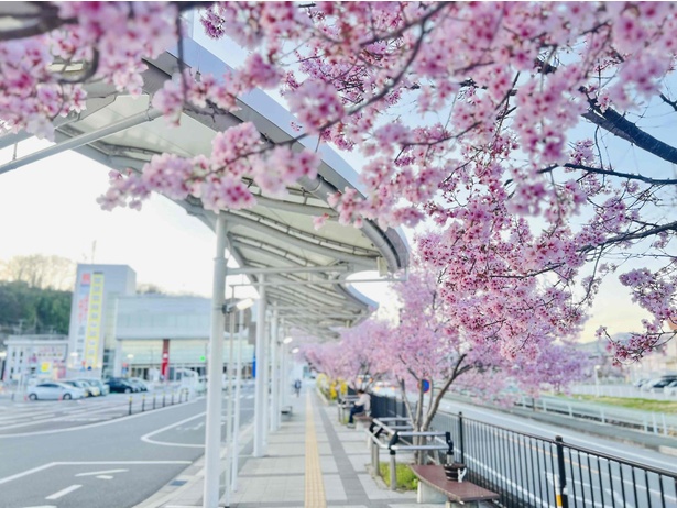 韮崎駅を利用する市民の目を癒やしてくれる