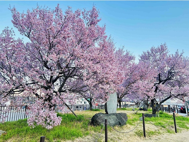 長野県上伊那郡高遠町より寄贈されたコヒガンザクラ