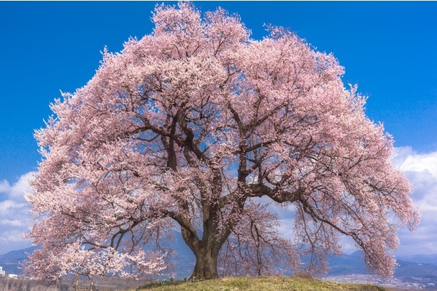 韮崎市の代表的なお花見スポット「わに塚のサクラ」