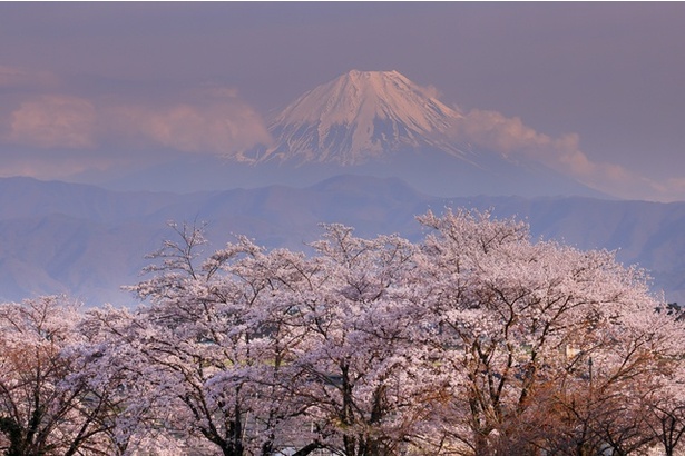 満開の桜も美しいか、葉桜や新緑の季節もおすすめ