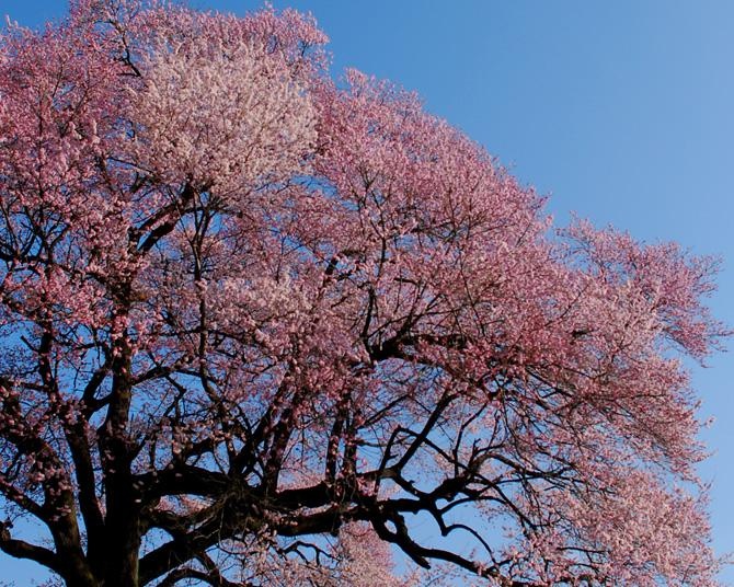 韮崎市でお花見が楽しめるスポット5選！富士山と桜のコラボレーションは必見