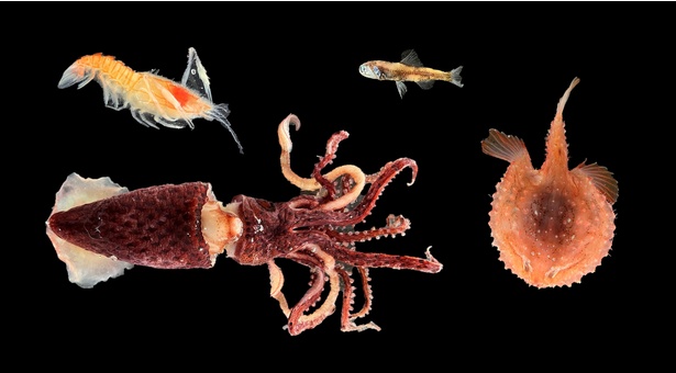 【写真】特殊な保存液によって生きているときの見た目がそのまま見られる“ヘンテコ”深海生物
