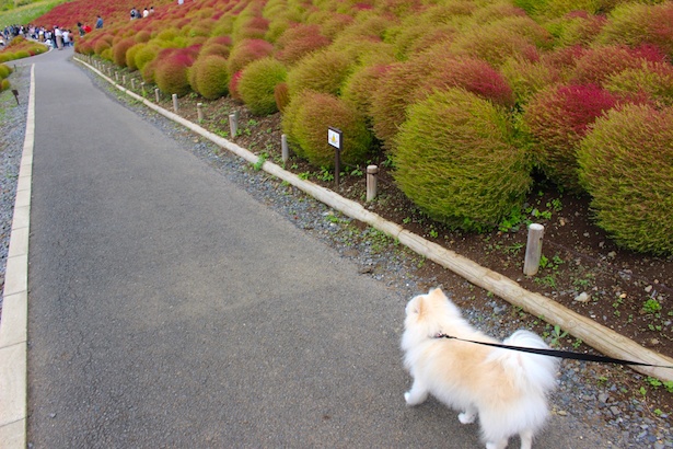 リードをつければペットも公園を一緒に楽しめるのも魅力的