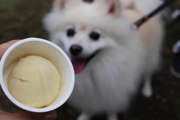 「海浜公園のわんこジェラート」(250円)