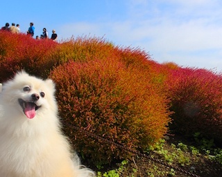 これから見頃！この秋絶対に外せないコキア畑を愛犬・福丸くんがリポート