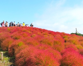 衝撃の真っ赤なカレーも！コキアの名勝・ひたち海浜公園のイチオシグルメ