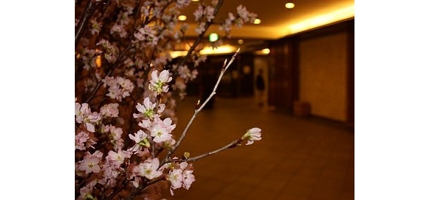 東京駅にひと足早くサクラサク！山形産の桜2500本が“満開”