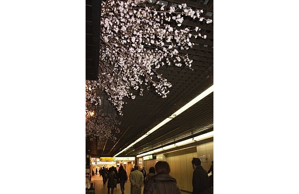 【写真】通行人の足も止まる美しさの“啓翁桜”