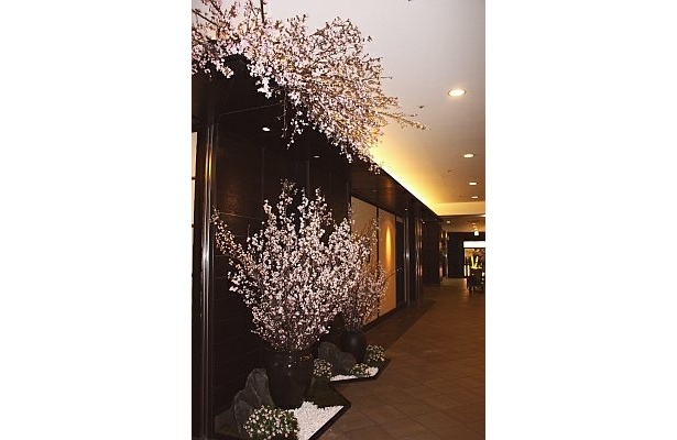 黒いシックな館内で映える淡い桜は雰囲気たっぷり！