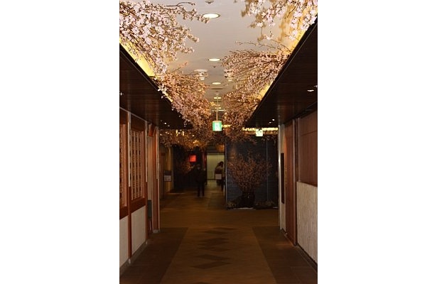 上にも桜がいっぱい。その数なんと2500本！