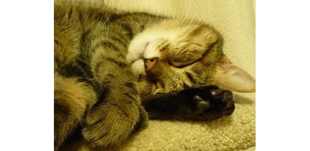 ミュウちゃんのかわいさに癒される