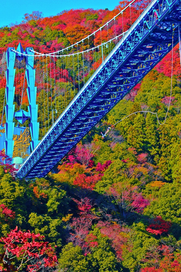 竜神大吊橋で、紅葉を眺めつつダイブ！1回16000円で、事前予約がおすすめ