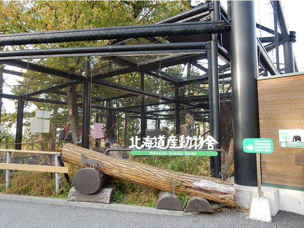 旭山動物園「北海道産動物舎」/キタキツネやエゾタヌキなど北海道に生息する動物たちが暮らしている