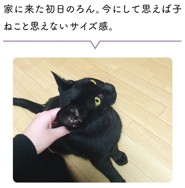 今にして思えば子ねこと思えないサイズ感 （C）AKR／KADOKAWA