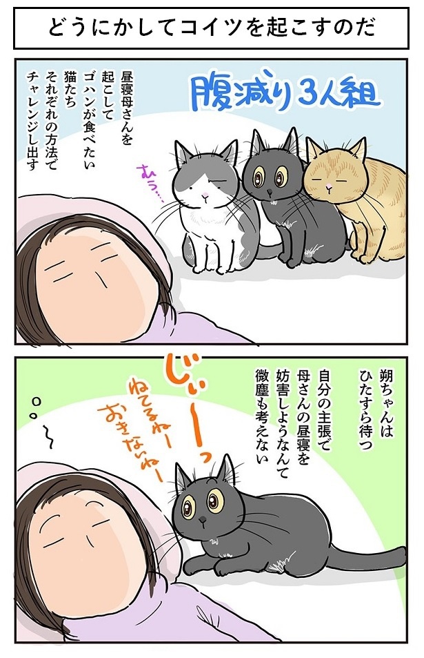 お昼寝中の飼い主をどうにかして起こしたい猫ちゃんたち