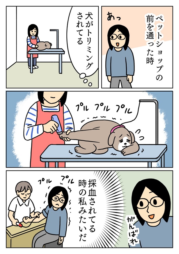 トリミングされてる犬