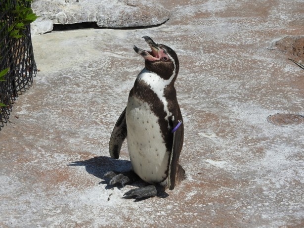 フンボルトペンギンのグレープ