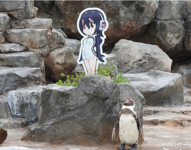 画像3 3 パネルに恋した東武動物公園のペンギン グレープ 君 亡くなる ウォーカープラス