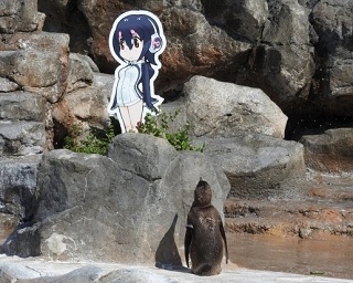パネルに恋した東武動物公園のペンギン「グレープ」君、亡くなる