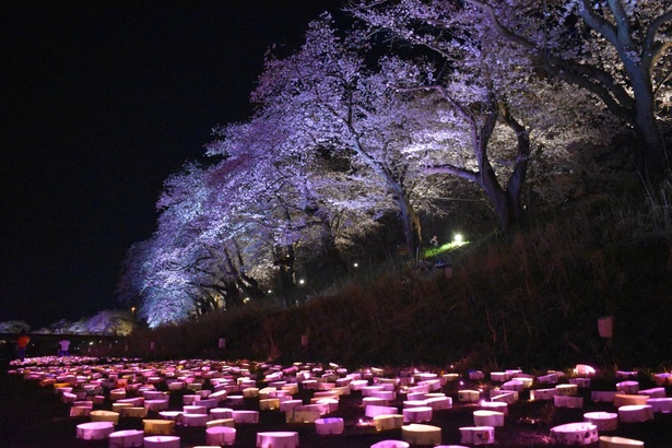 足羽川の河川敷を光の花びらが彩る「みんなでつくる桜のあかりプロジェクト」