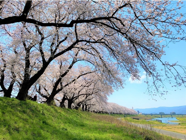 約600本の桜が見事に咲き乱れる「足羽川桜並木」