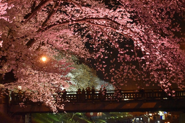 昼と夜で異なる表情を見せる桜並木