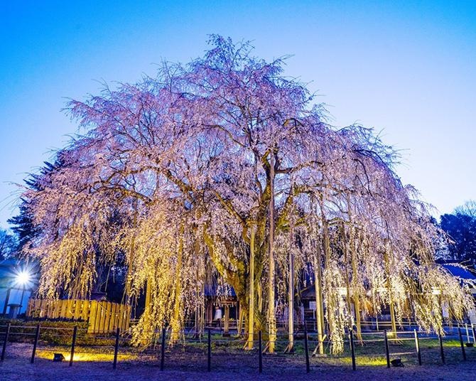 駅から徒歩約10分の桜絶景！ピンク色のトンネルが圧巻の「ふくい桜まつり」が今年も開催