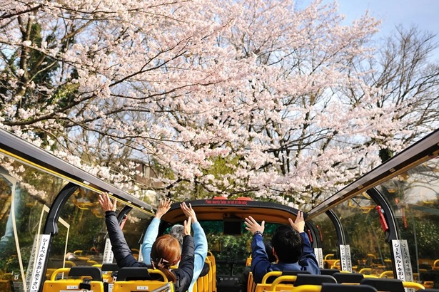 伊豆の春の定番「桜オープンバスツアー」が今年も運行！