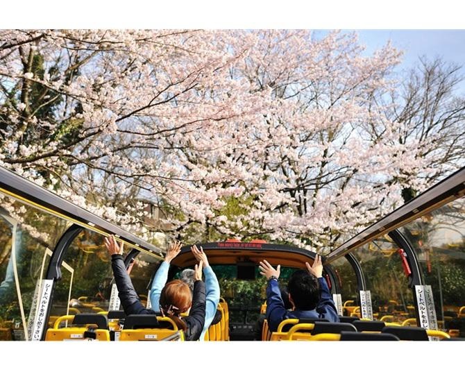 伊豆の桜の名所が五感で楽しめる「桜オープンバスツアー」が今年も運行！