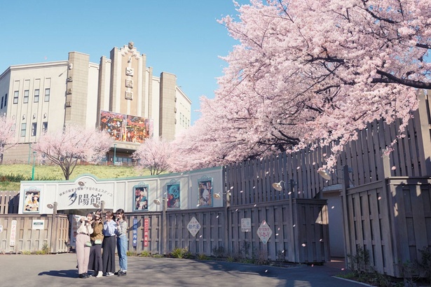 園内にはソメイヨシノ、彼岸桜、陽光桜など約500本の桜が咲く