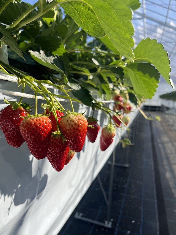 「SHINJO FARM (シンジョーファーム)」中原区初のイチゴ農園で栽培したイチゴ