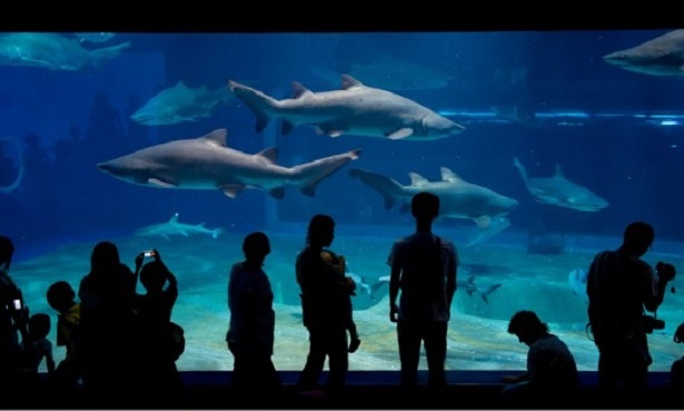 アクアワールド茨城県大洗水族館など、茨城県各地の魅力も楽しめる