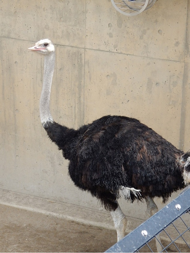 画像6 9 旭山動物園 かば館で暮らす 実はすごい脚力を持つ動物たち ウォーカープラス