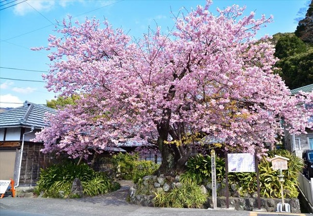 河津桜の原木(写真は過去の様子)