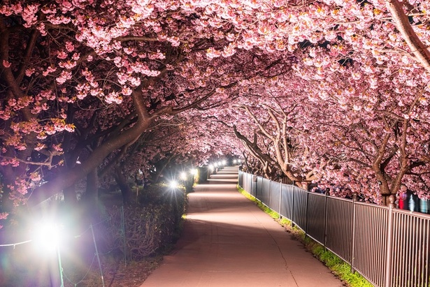 ライトアップに照らされた夜桜トンネル(写真は過去の様子)