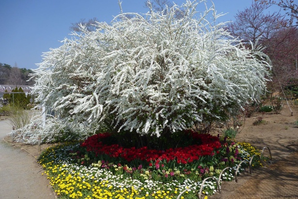 背丈は少し低いが、たくさんの花を付ける雪柳は見応え抜群！