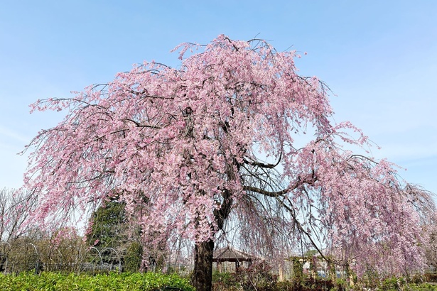 園内にはしだれ桜のほか、桜並木も植樹されている